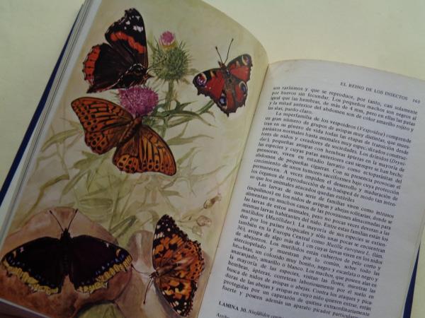 Los insectos. Manual prctico para los aficionados y coleccionistas