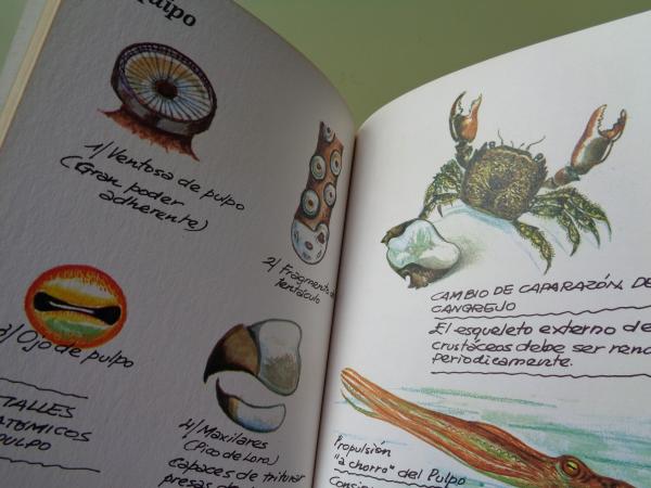 Invertebrados marinos. Cuadernos de campo, n 53