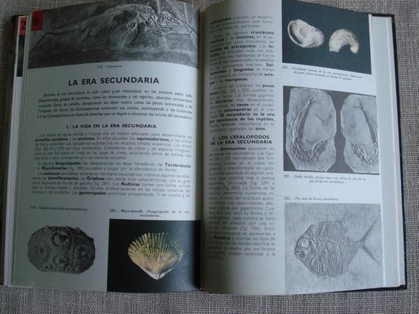 Geologa